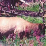 Moving to the Wilderness — Turning the Dream to Reality Resources