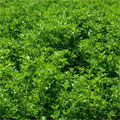 alfalfa