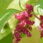 Seven Common Plants That Belong In Your Natural Medicine Cabinet