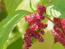 amaranth amaranth