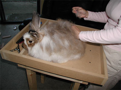 angora_plucking angora_plucking