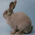 beverenrabbit