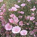 bindweed