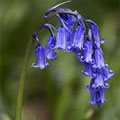 bluebell