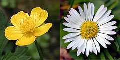 buttercup