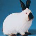 californianrabbit