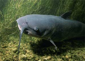 catfish catfish