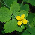 celandine