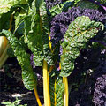 chard
