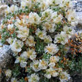 chickweed
