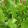 chicory