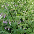 comfrey