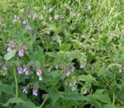 comfrey1 comfrey1