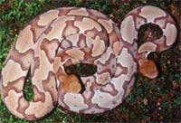 copperhhead