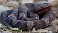 cottonmouth
