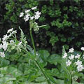 cow_parsley