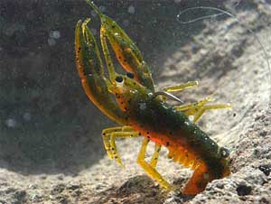 crawfish crawfish