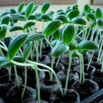 Cucumber Gardening Made Easy