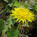 dandelion