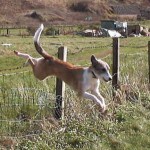 Backyard Rabbit Keeping, Part 10/15 – Harvesting the Wild Rabbit Featured