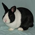dutchrabbit