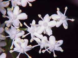 elder elder