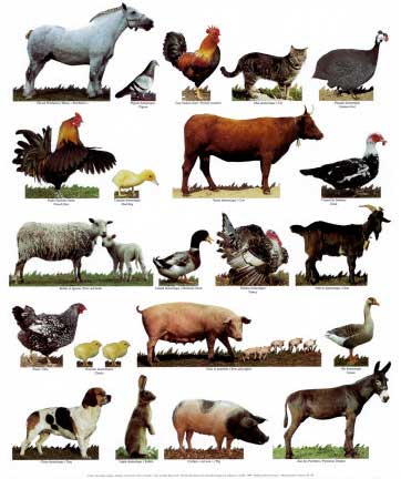 farm_animals farm_animals