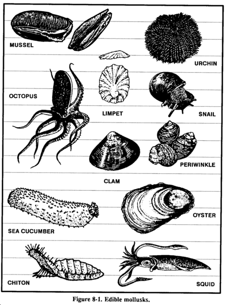Edible Mollusks