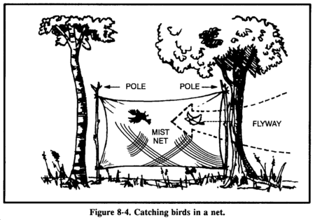 fig8-4_birdnet
