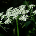 fools_parsley