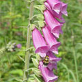 foxglove