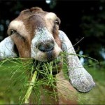 The Dairy Goat — A Gallon of Milk a Day Featured