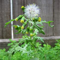 groundsel