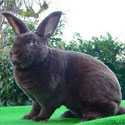 havanarabbit