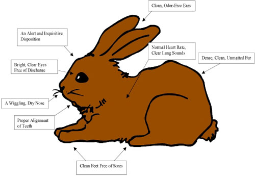healthy_rabbit healthy_rabbit