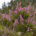 heather