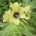 henbane
