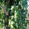 ivy