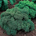 kale
