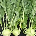 kohlrabi