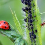 Earth Friendly Pest Control for the Home & Garden Featured