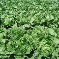 lettuce