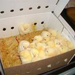 Raising Chicken Flocks in the City or Country for Eggs, Meat & More! Featured