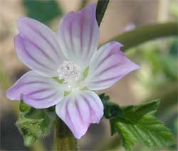 mallow mallow