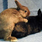 Backyard Rabbit Keeping, Part 8/15 – Breeding Featured
