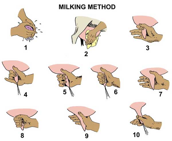 milking_method milking_method