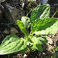 plantago