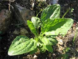 plantain plantain