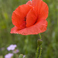 poppies