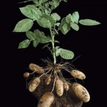 The Amazing Steel-Belted Potato Factory Featured